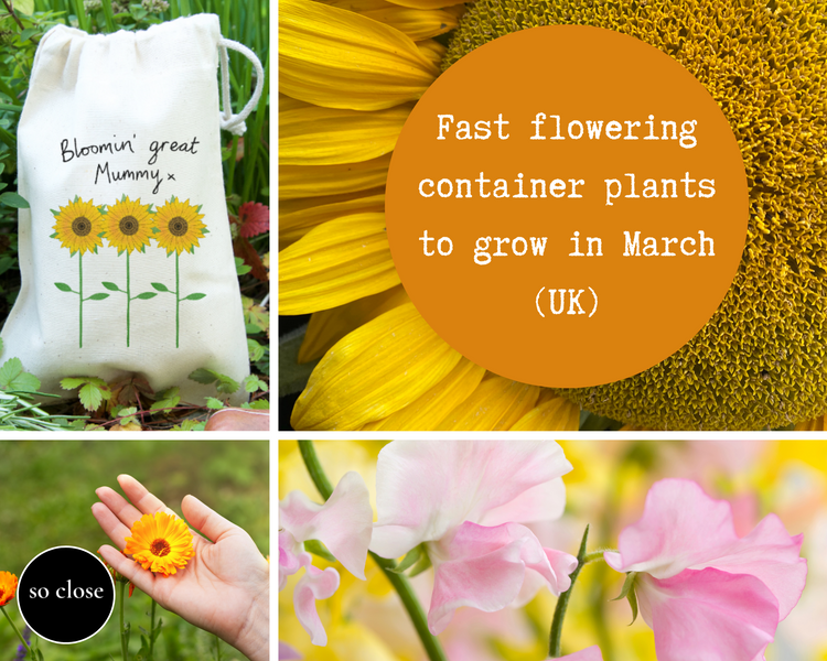 Fast growing container flowers to grow in March!