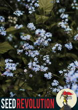 Load image into Gallery viewer, Forget-Me-Not Wildflower Seeds