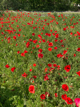 Load image into Gallery viewer, Remembrance Poppies Eco Mini Grow Kit