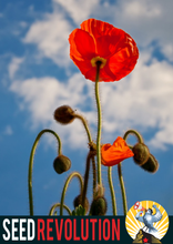 Load image into Gallery viewer, Field Poppy Wildflower Seeds