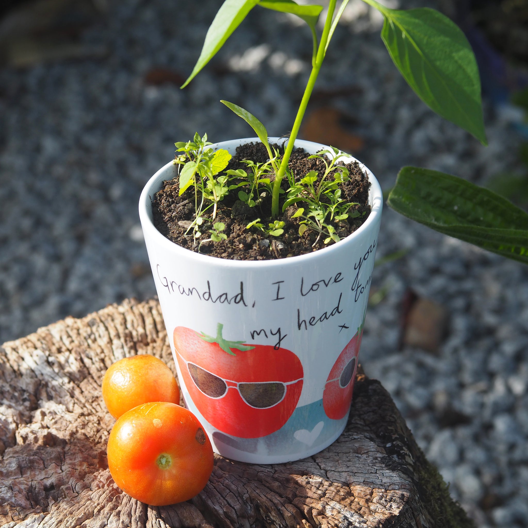grandad plant pot Grow your own tomato plant pot gift for dad, daddy or grandad – claire close studio